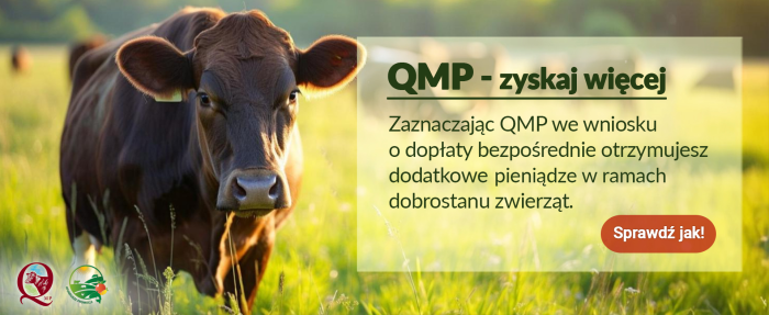 Miniaturka artykułu Dodatkowe pieniądze dla hodowców bydła z QMP – tylko do 16 czerwca!