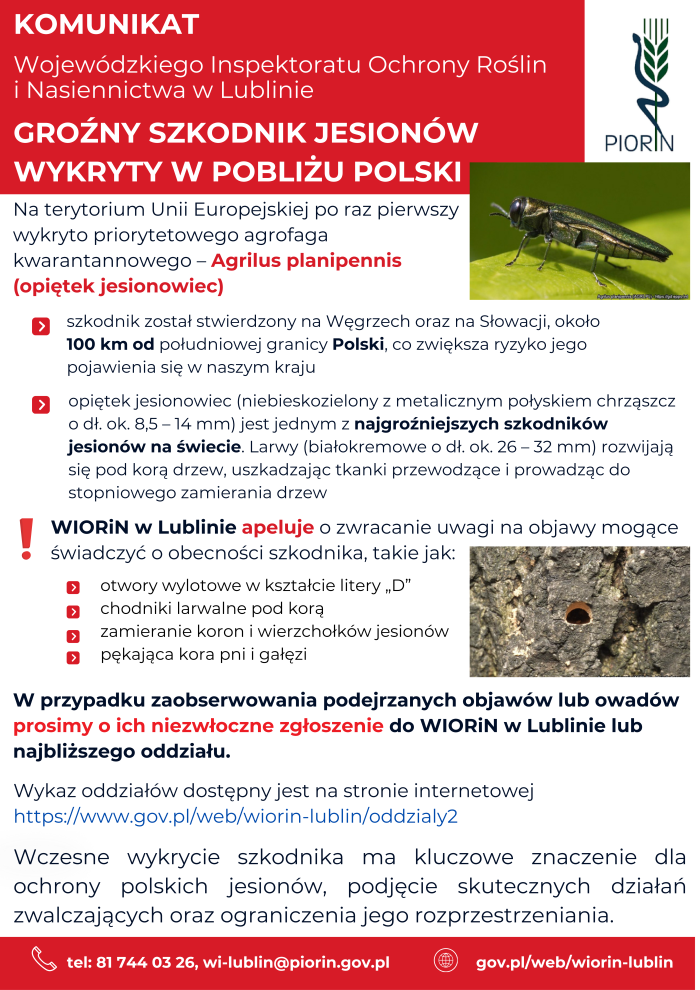 Miniaturka artykułu Uwaga na groźnego szkodnika jesionów – opiętek jesionowiec